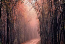 南非女足锋芒毕露，小组赛领跑，铿锵玫瑰绽放非洲大陆